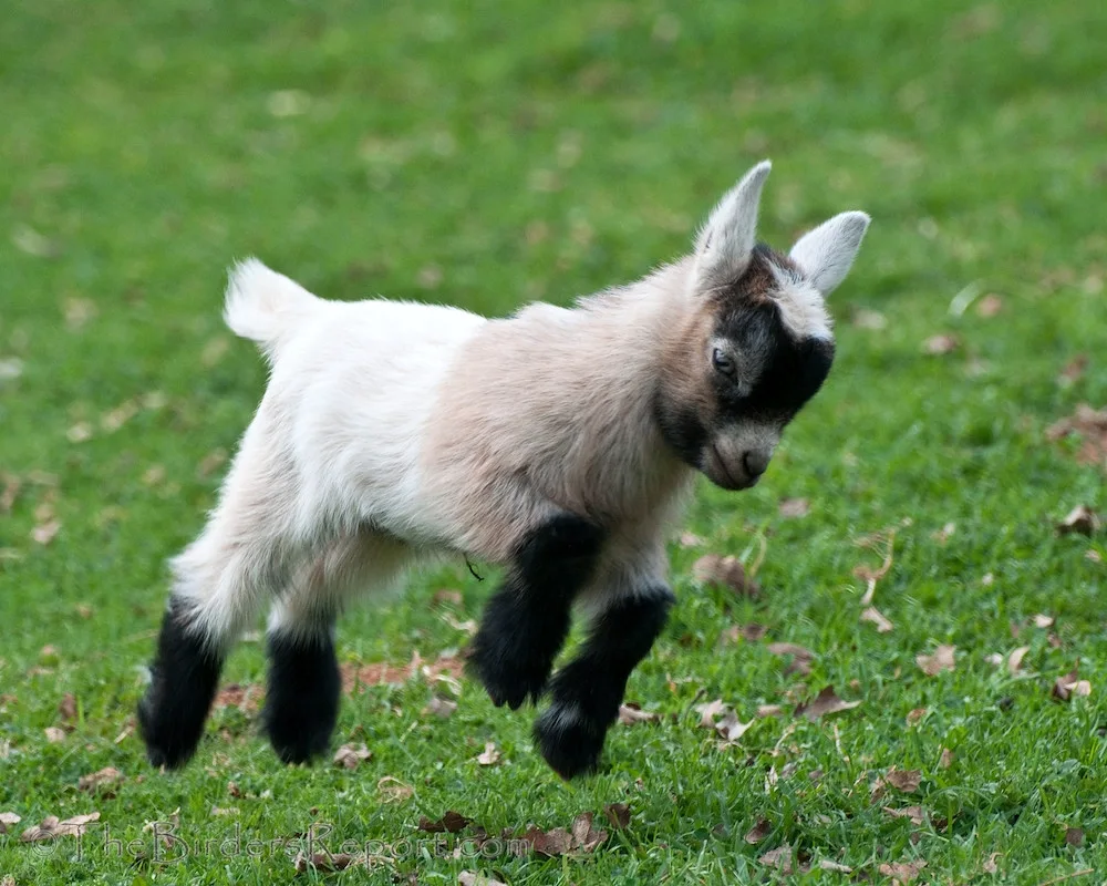 Cameroon pygmy goats