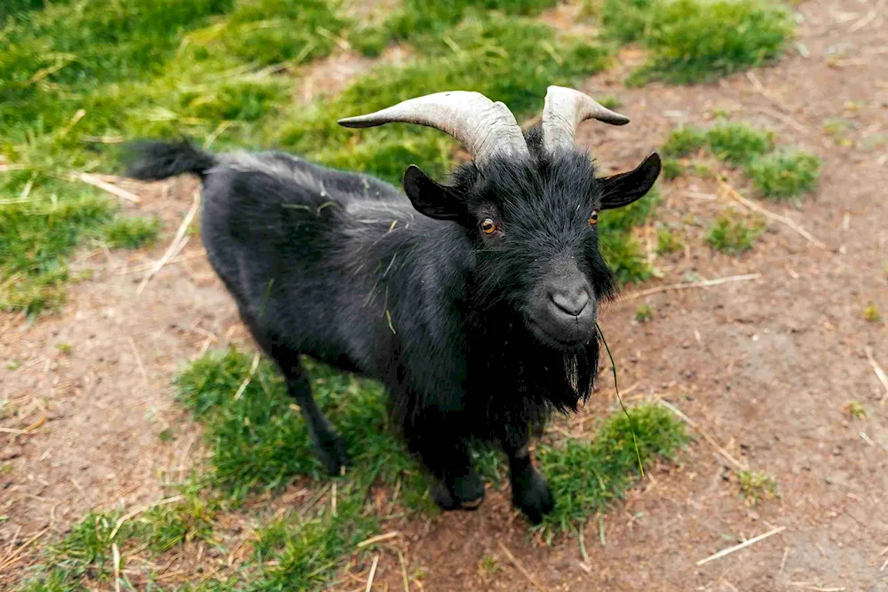 Little goat