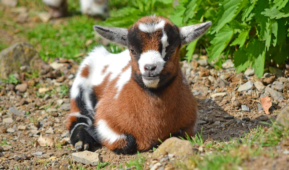 Goat cub