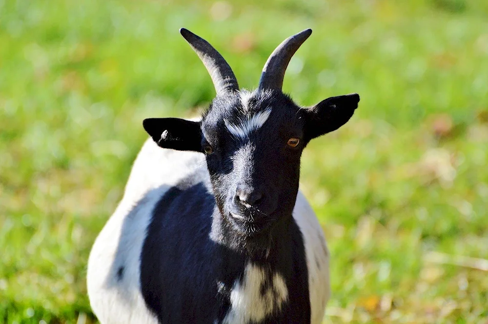 Cameroon pygmy goats