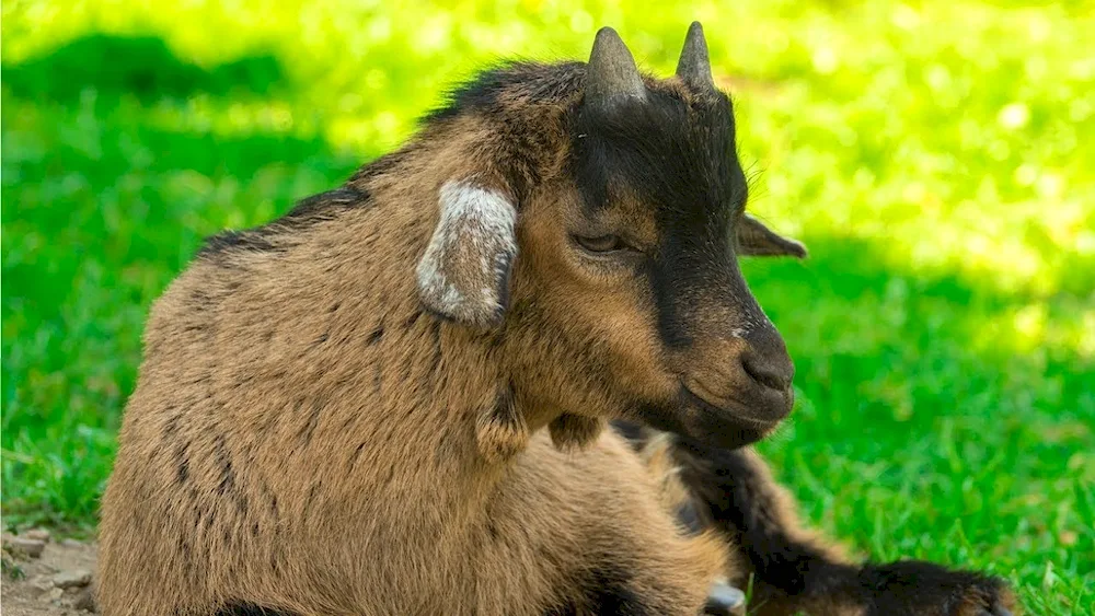 Cameroon pygmy goats