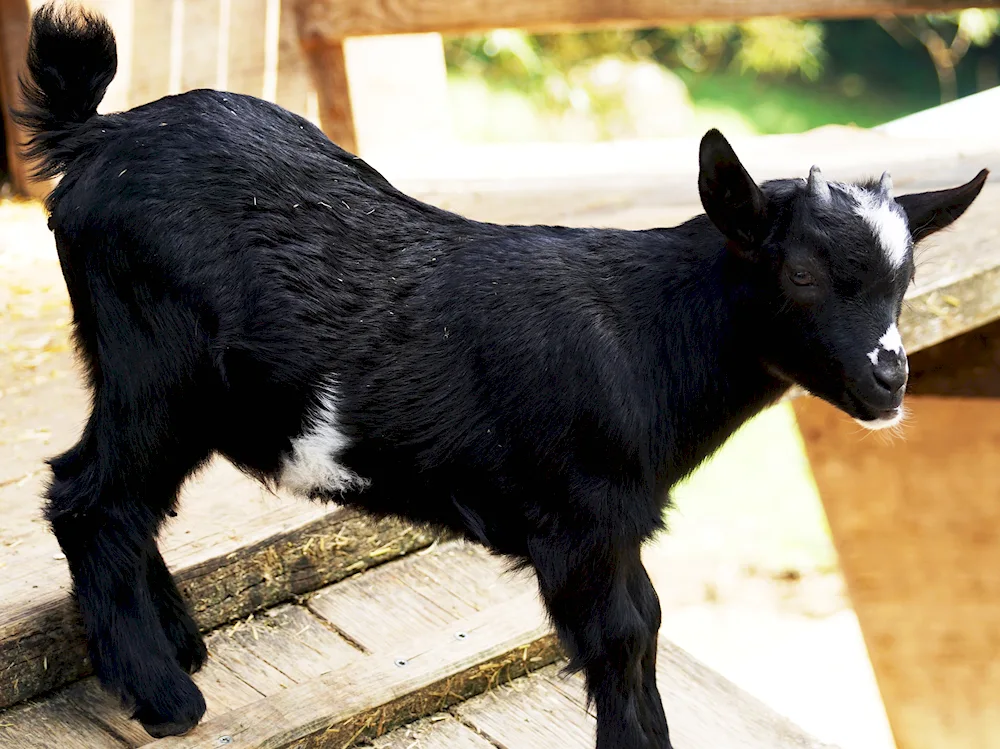 Cameroon goats Goats