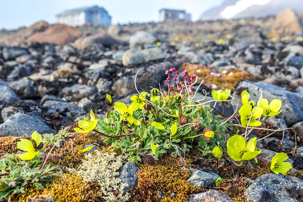 Arctic rockwort