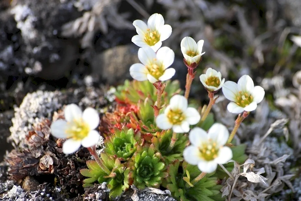 Saxifraga rockwort