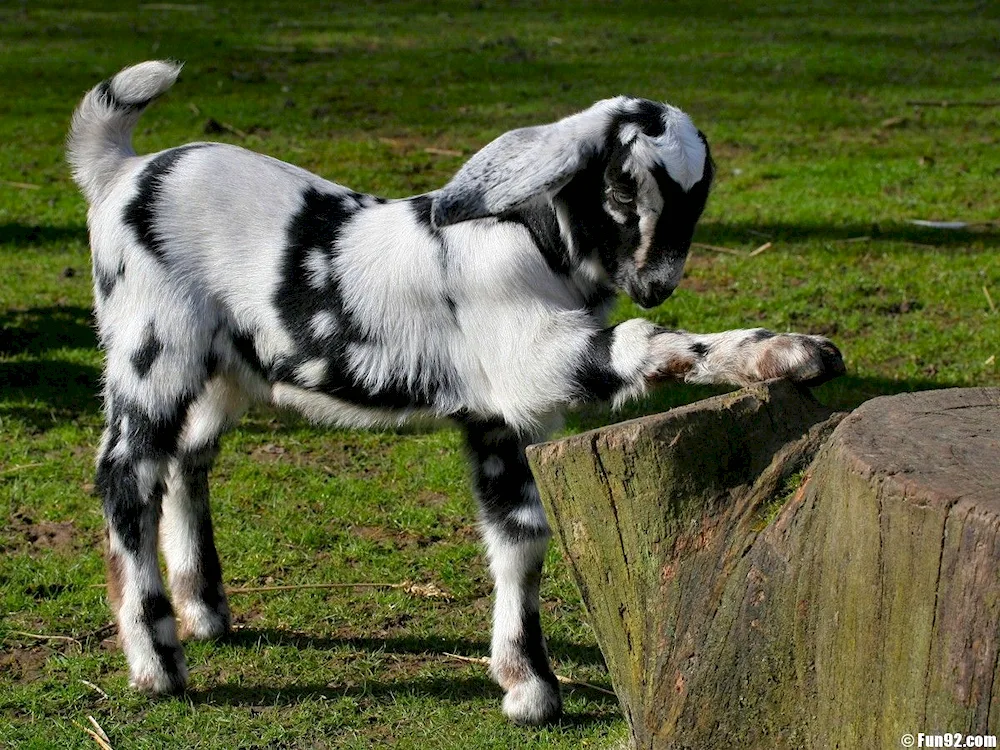 Orenburg downy goat