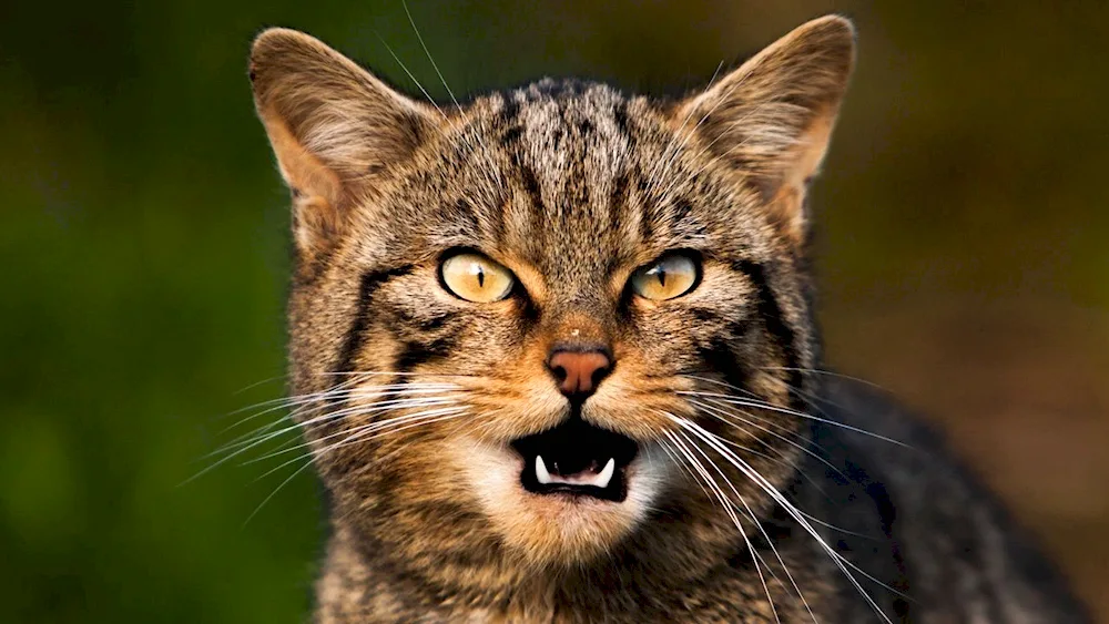 An evil cat