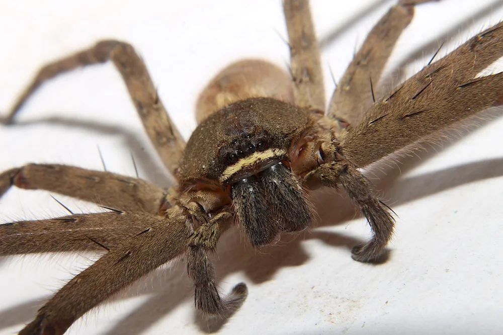 Phidippus Audax