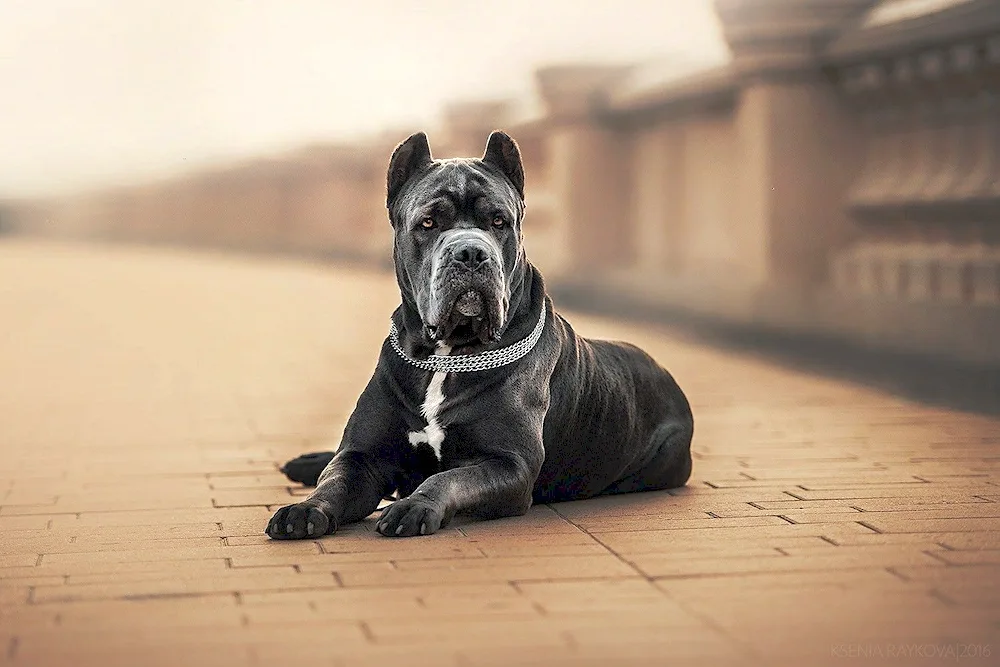 Cane Corso blue