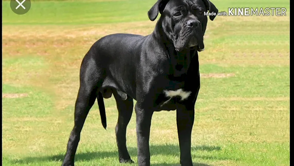 Cane Corso