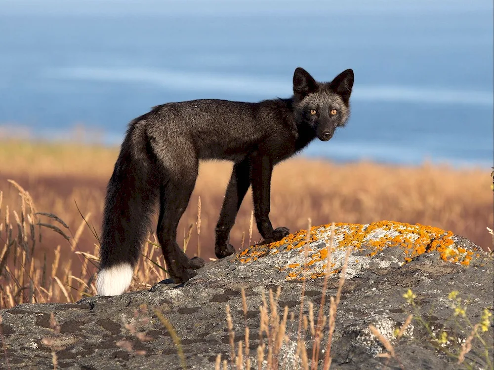 Black fox