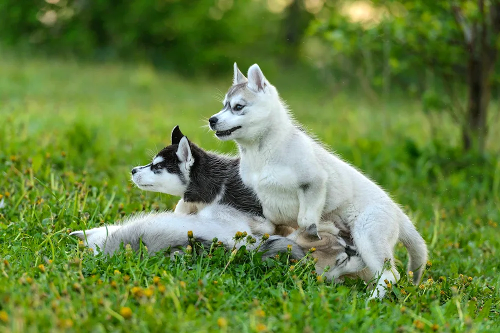 East Siberian husky