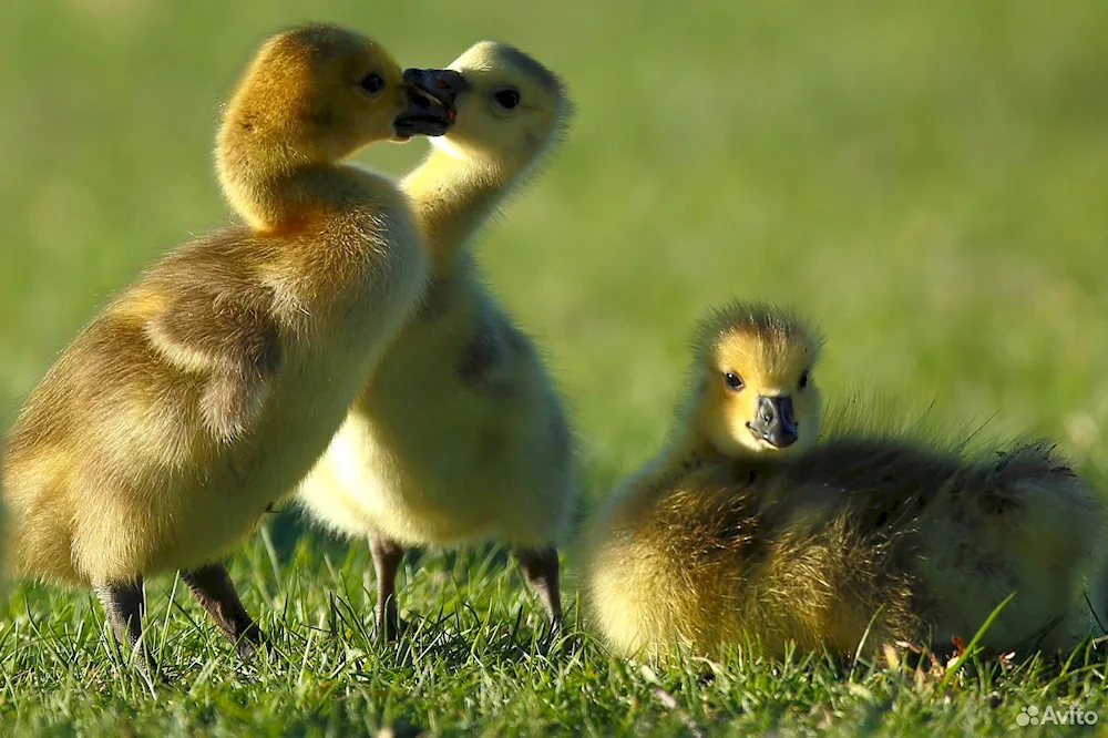 Canadian goose chicks