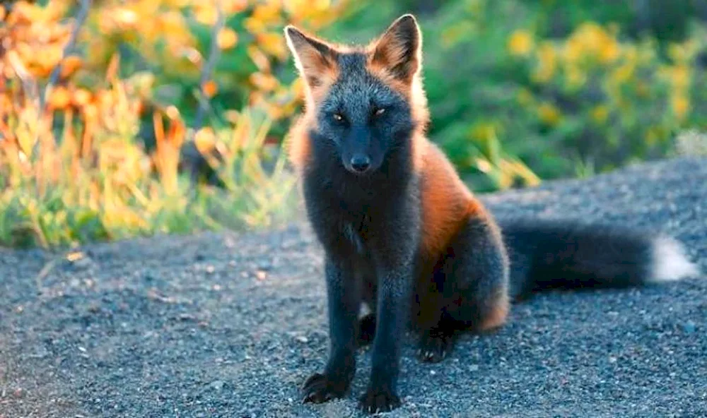 Black fox