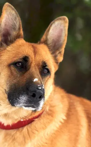 Canadian Shepherd Red