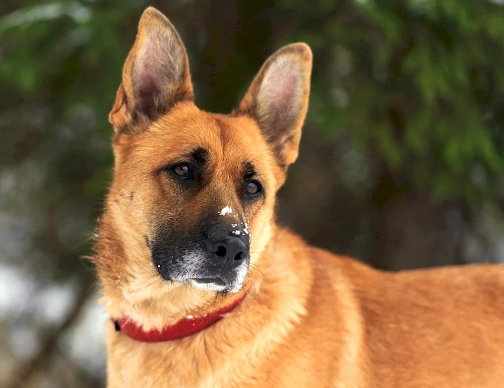 Canadian Shepherd Red