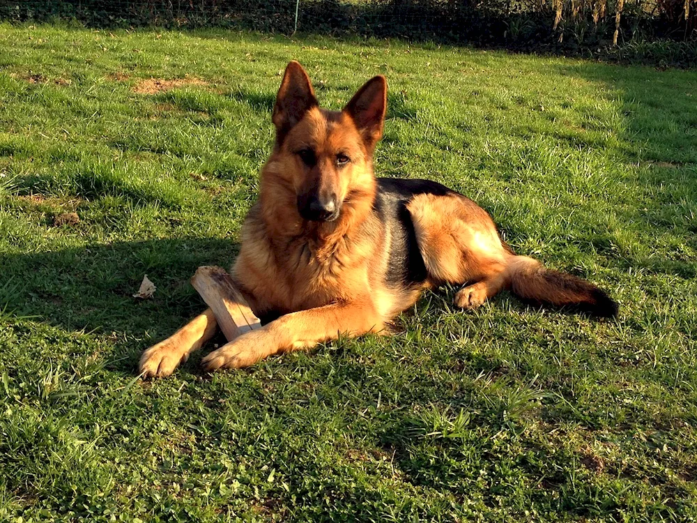 Belgian shepherd dog malinois