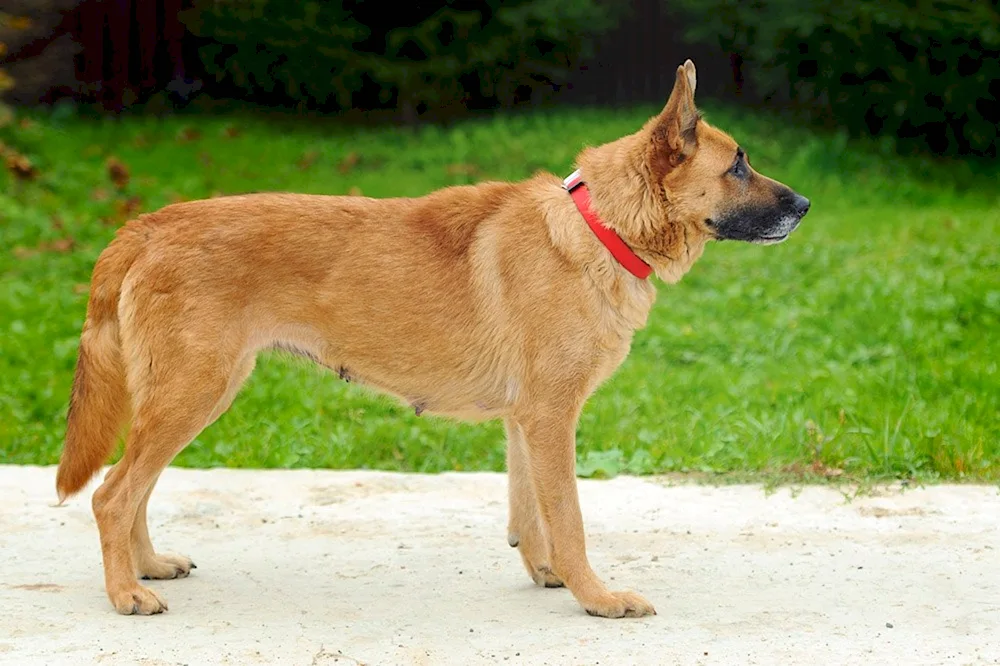 Canadian shepherd dog red