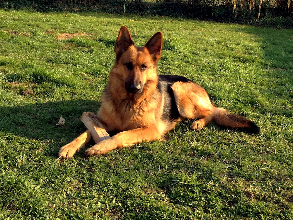 Dog breeds German Shepherd