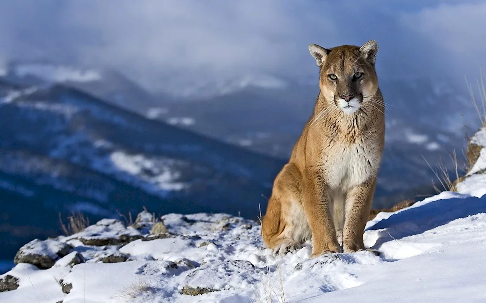 Canadian Puma