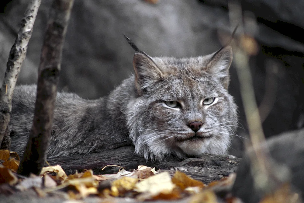 Canadian Lynx