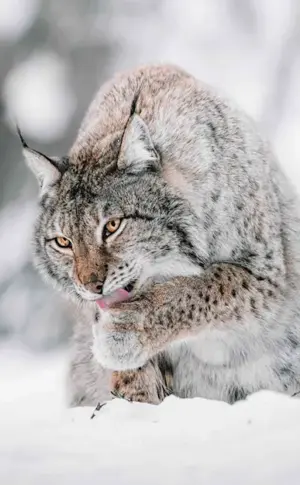 Canadian Bobcat