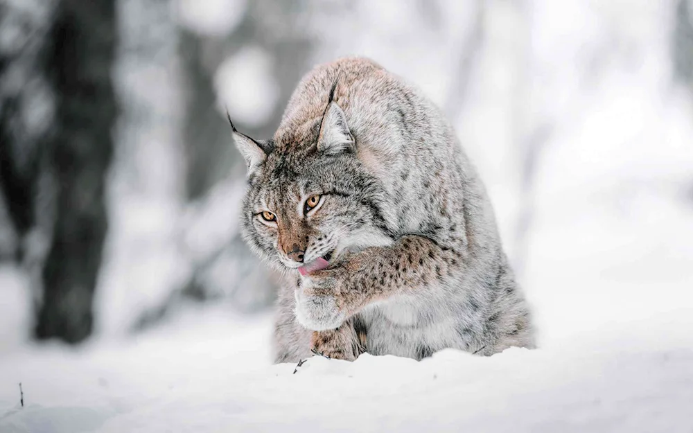 Canadian Bobcat