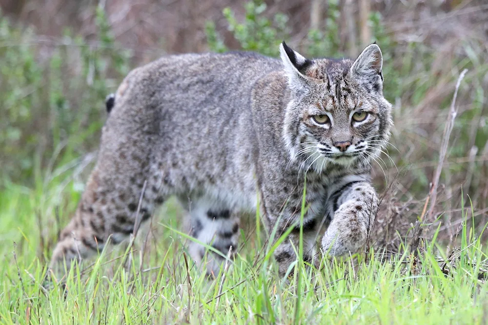 American Bobcat Bobcat