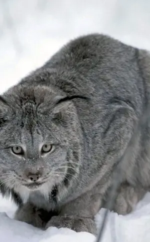 Canadian Bobcat