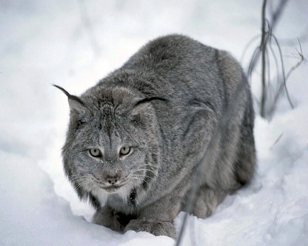 Canadian Bobcat