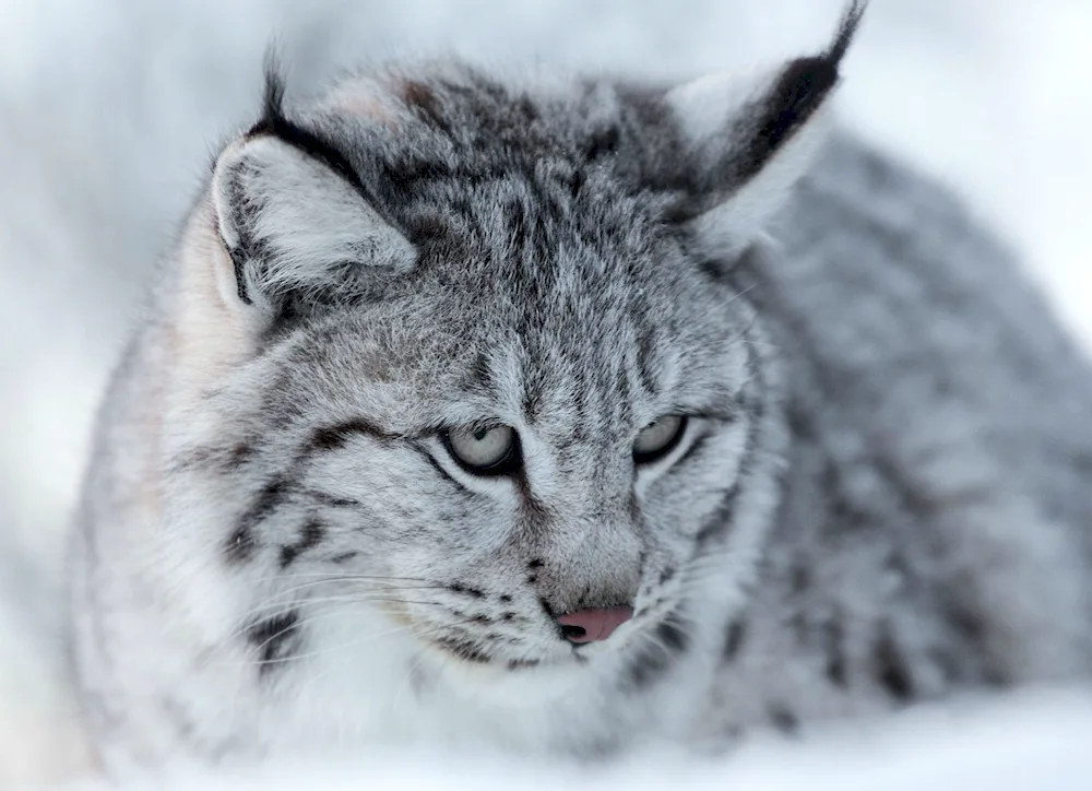 Bobcat Bobcat