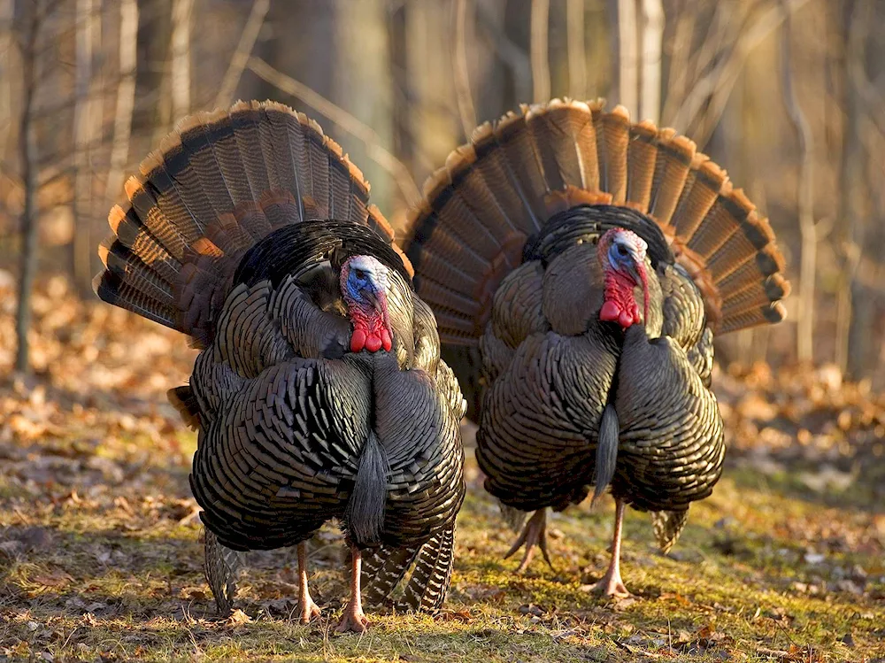 Canadian wide-breasted turkey