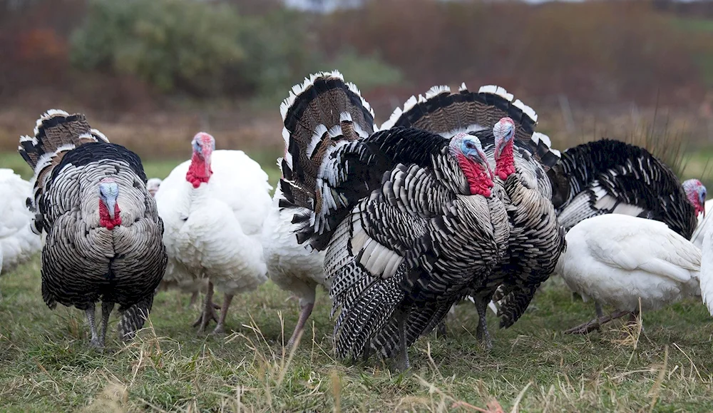 Indian turkey Common meleagris gallopavo