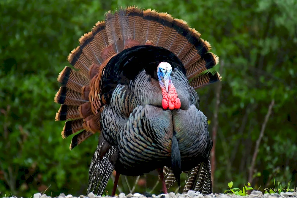 Wild American turkey