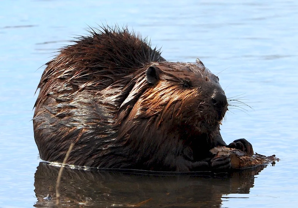 Canadian Beaver Castor canadensis