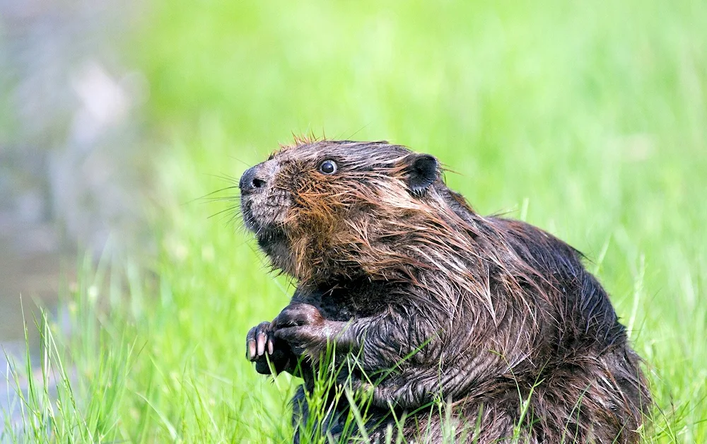 River Beaver West Siberian subspecies