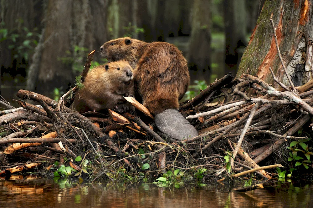 Canadian Beaver Castor canadensis