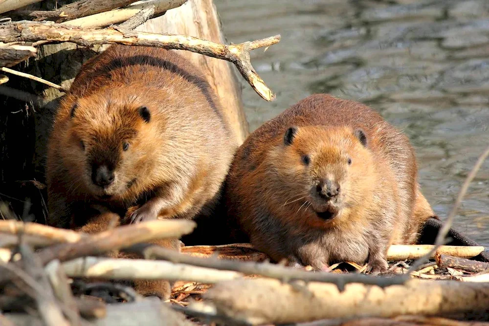 Beaver and beaver cubs