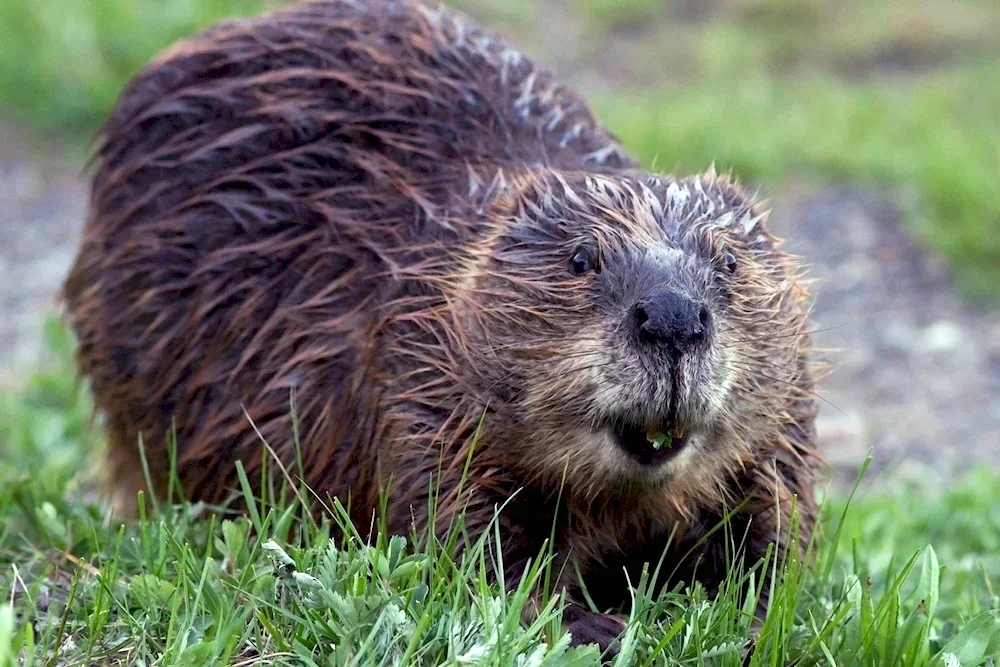 Canadian beaver Castor canadensis