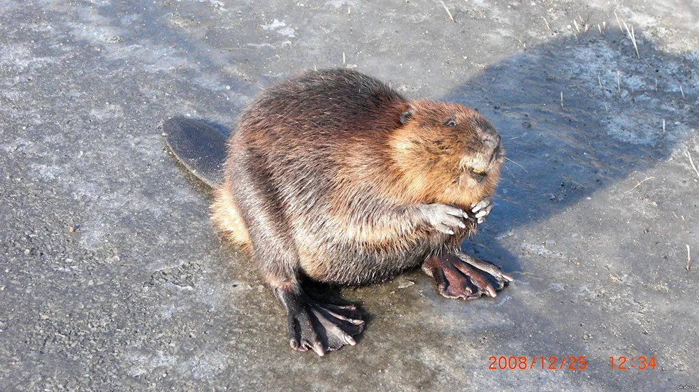 Canadian beaver Castor canadensis