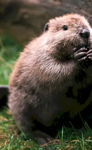 Canadian Beaver Castor canadensis