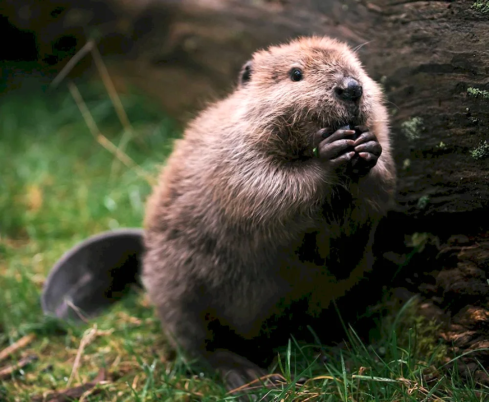 Canadian Beaver Castor canadensis