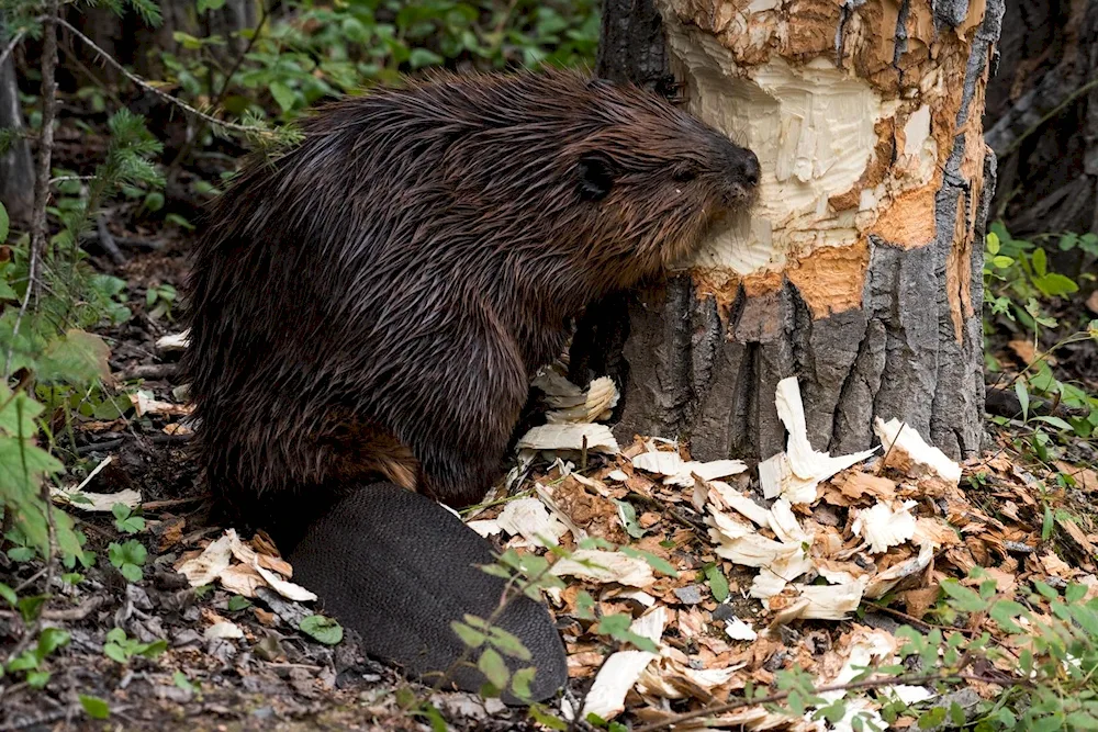 Canadian Beaver Castor canadensis