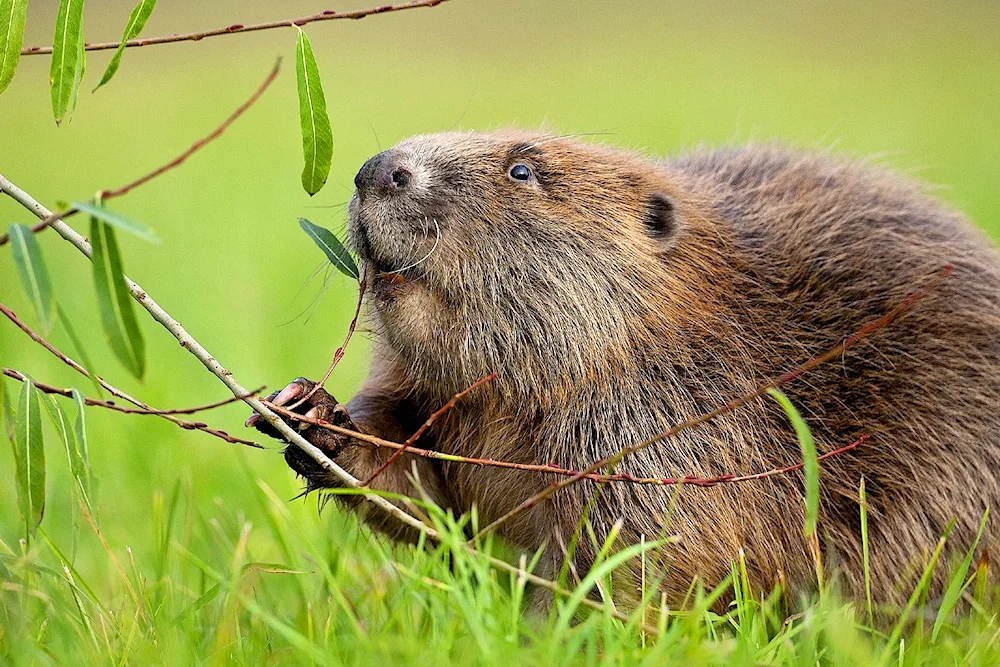 Canadian Beaver Castor canadensis