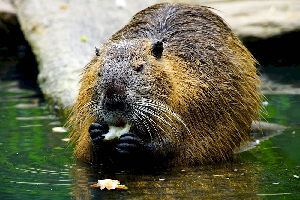 Nutria muskrat Beaver