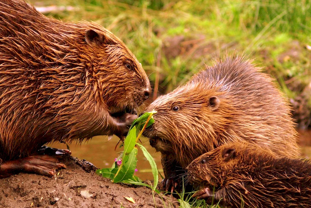 Canadian Beaver Castor canadensis