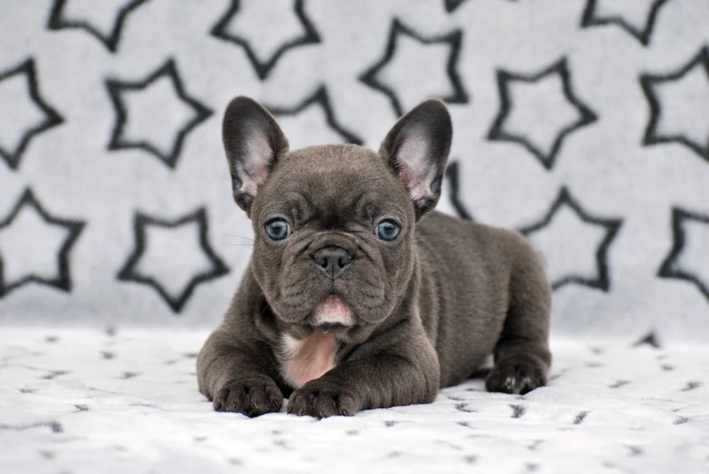 French bulldog photo wallpaper bulldog