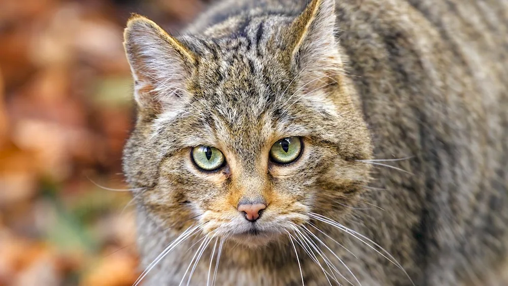 Siberian cat Lesnoy cat