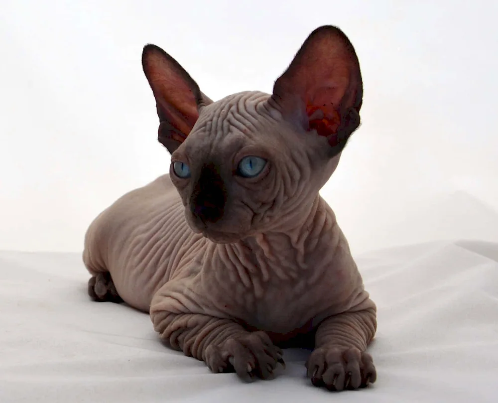 Canadian sphynx