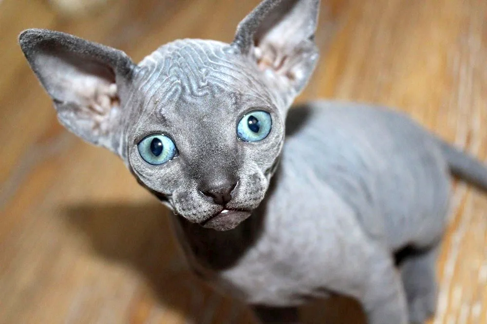 Canadian Sphynx