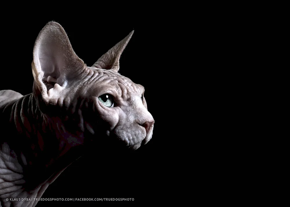 Oriental sphynx cat